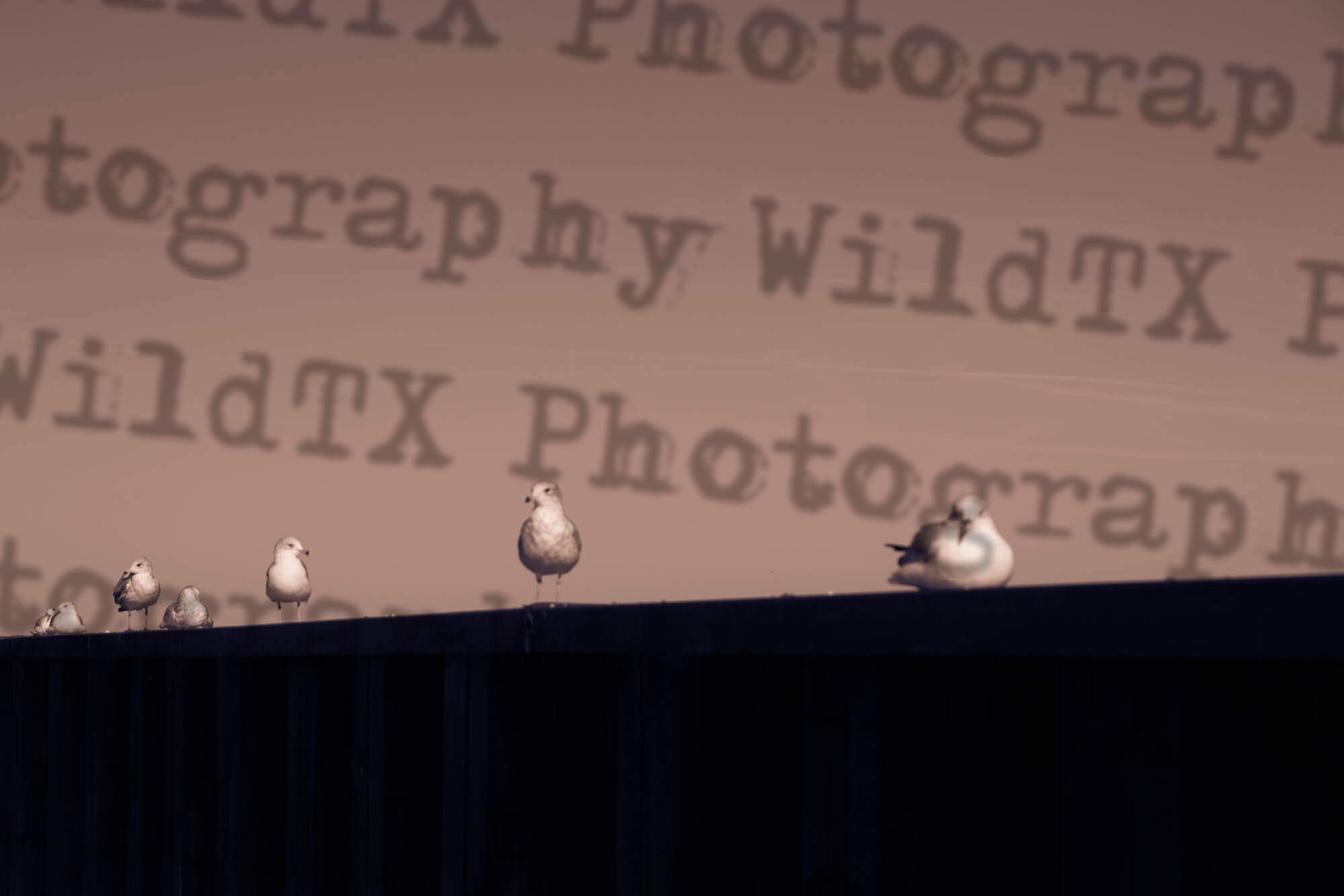 Seagulls lined up on a dark ledge against a warm sepia-toned background
