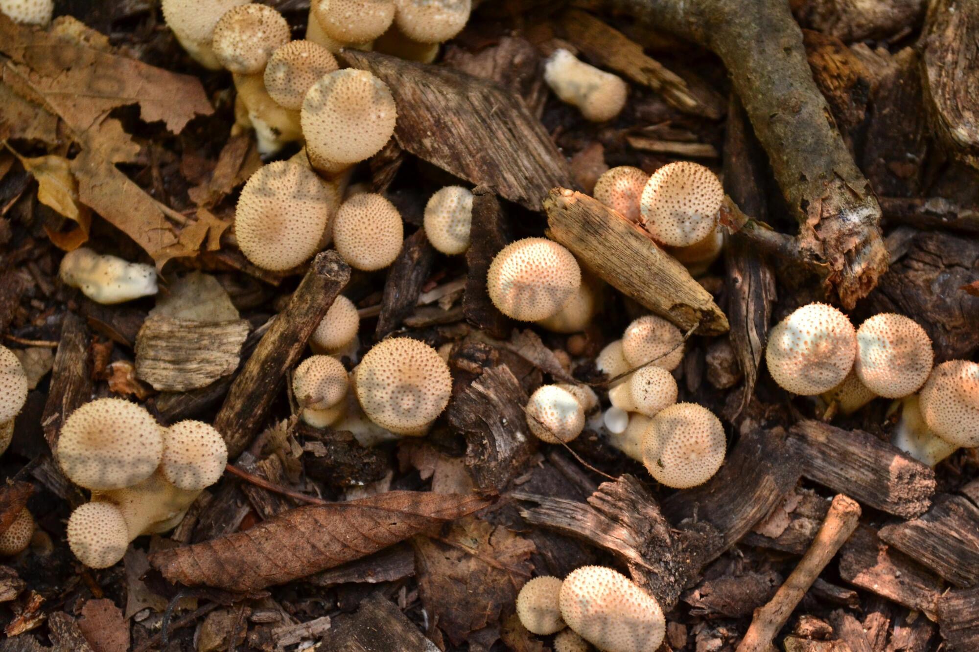 Close-up of small wild mushrooms growing in wood mulch and leaves on the forest floor