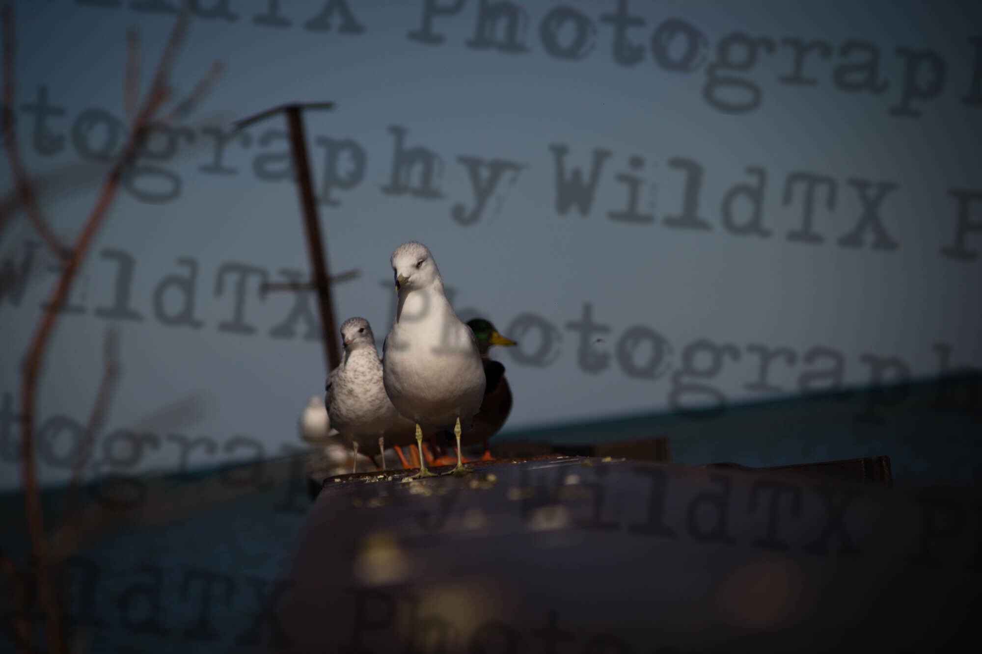 Two seagulls and a mallard duck perched on a ledge with a dramatic blue-toned background
