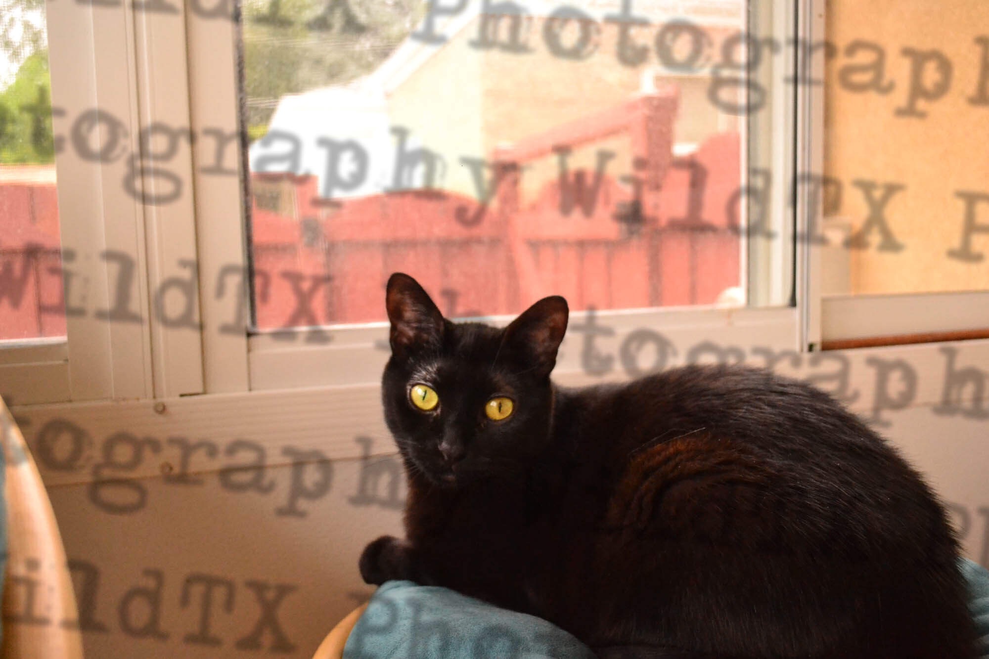 Black cat with vivid yellow-green eyes sitting by a window with urban rooftops visible outside