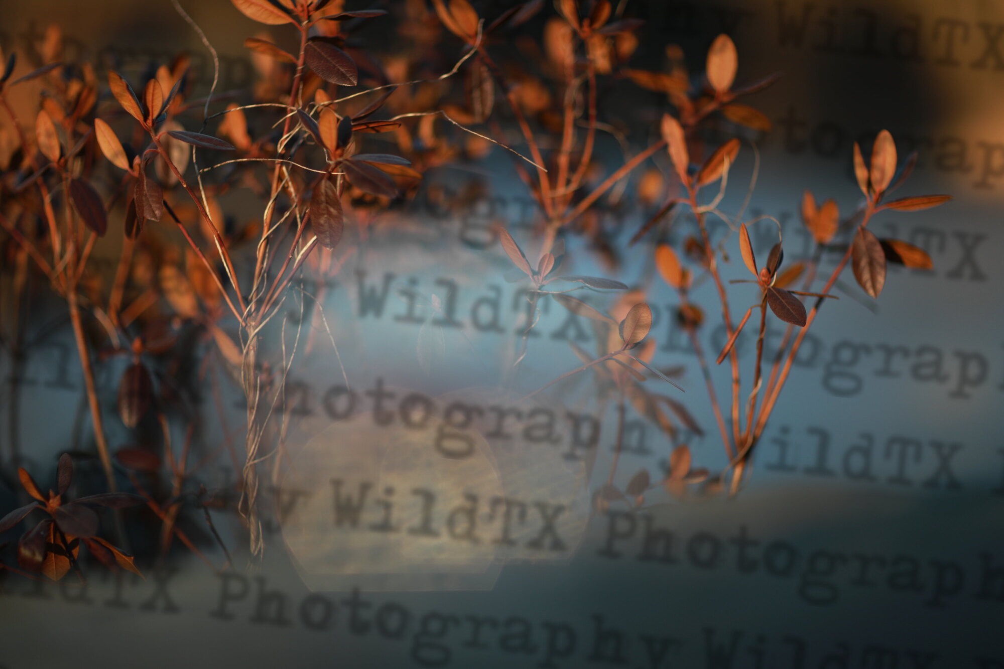 Soft-focus warm-toned photo of delicate autumn plant branches