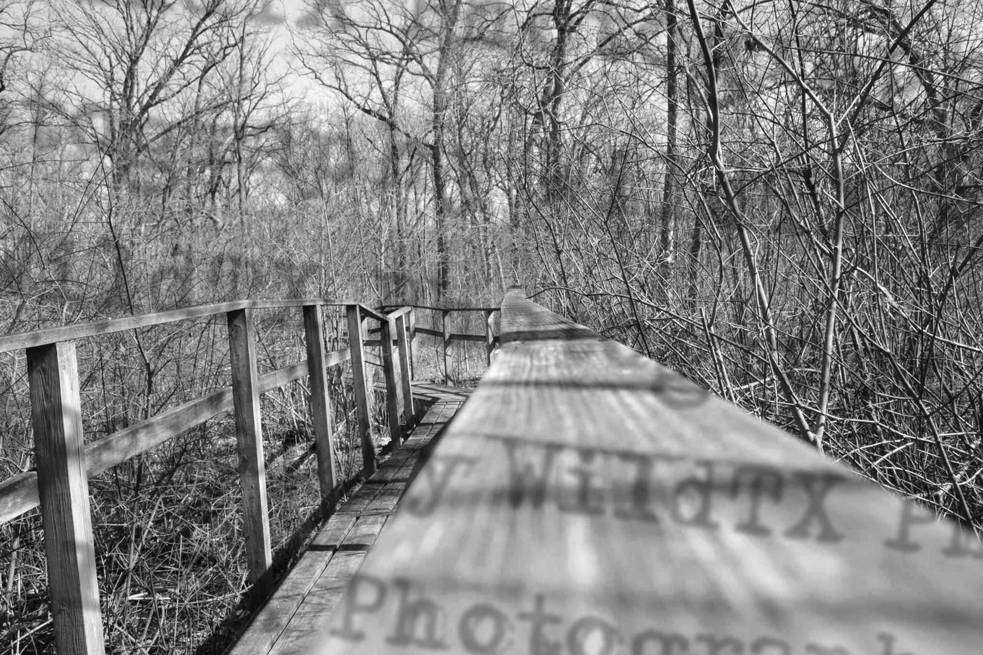 Black and white HDR photo of a wooden boardwalk stretching into a bare winter forest