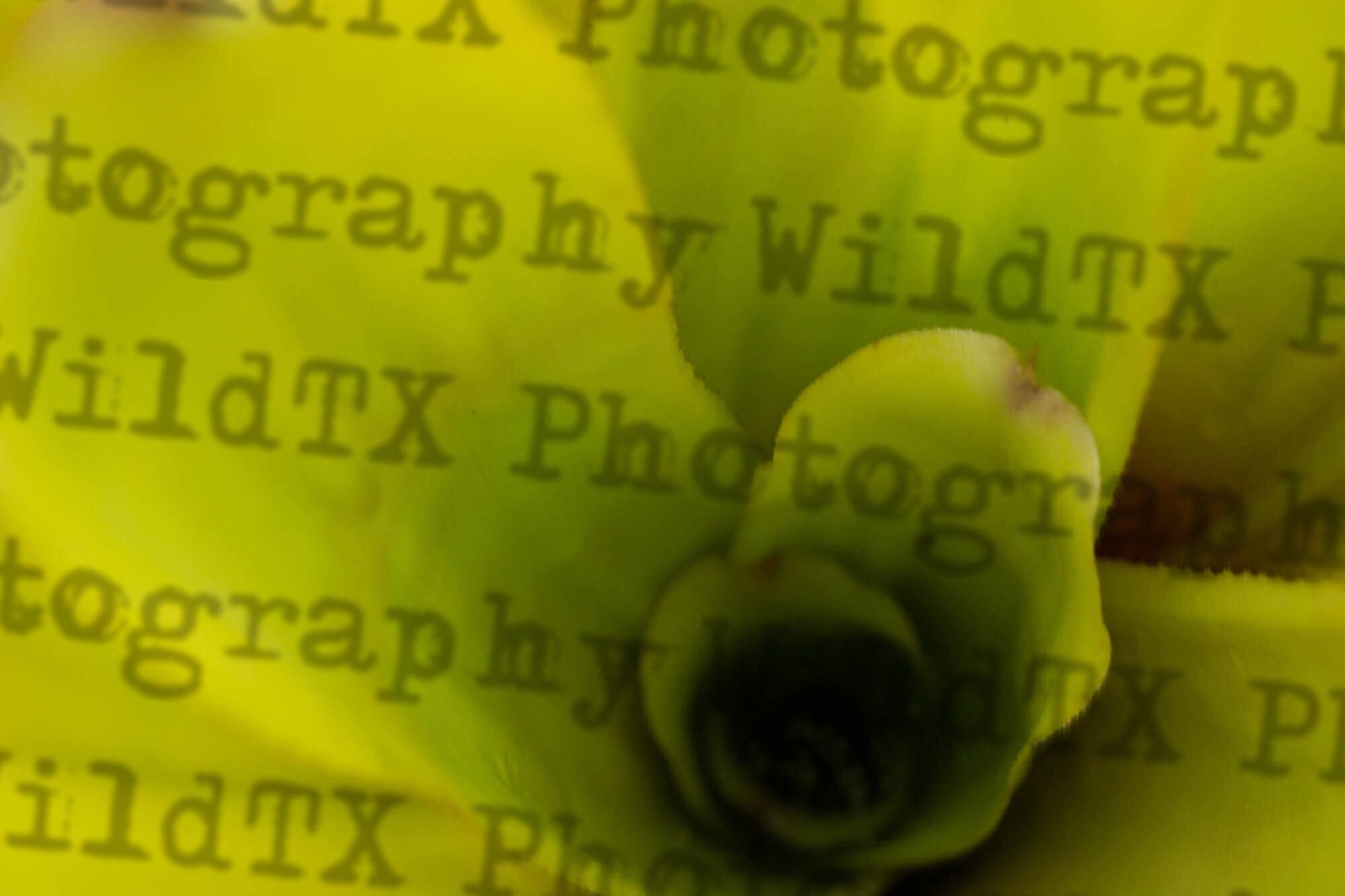 Close-up macro shot of a green seashell on bright yellow-green fabric