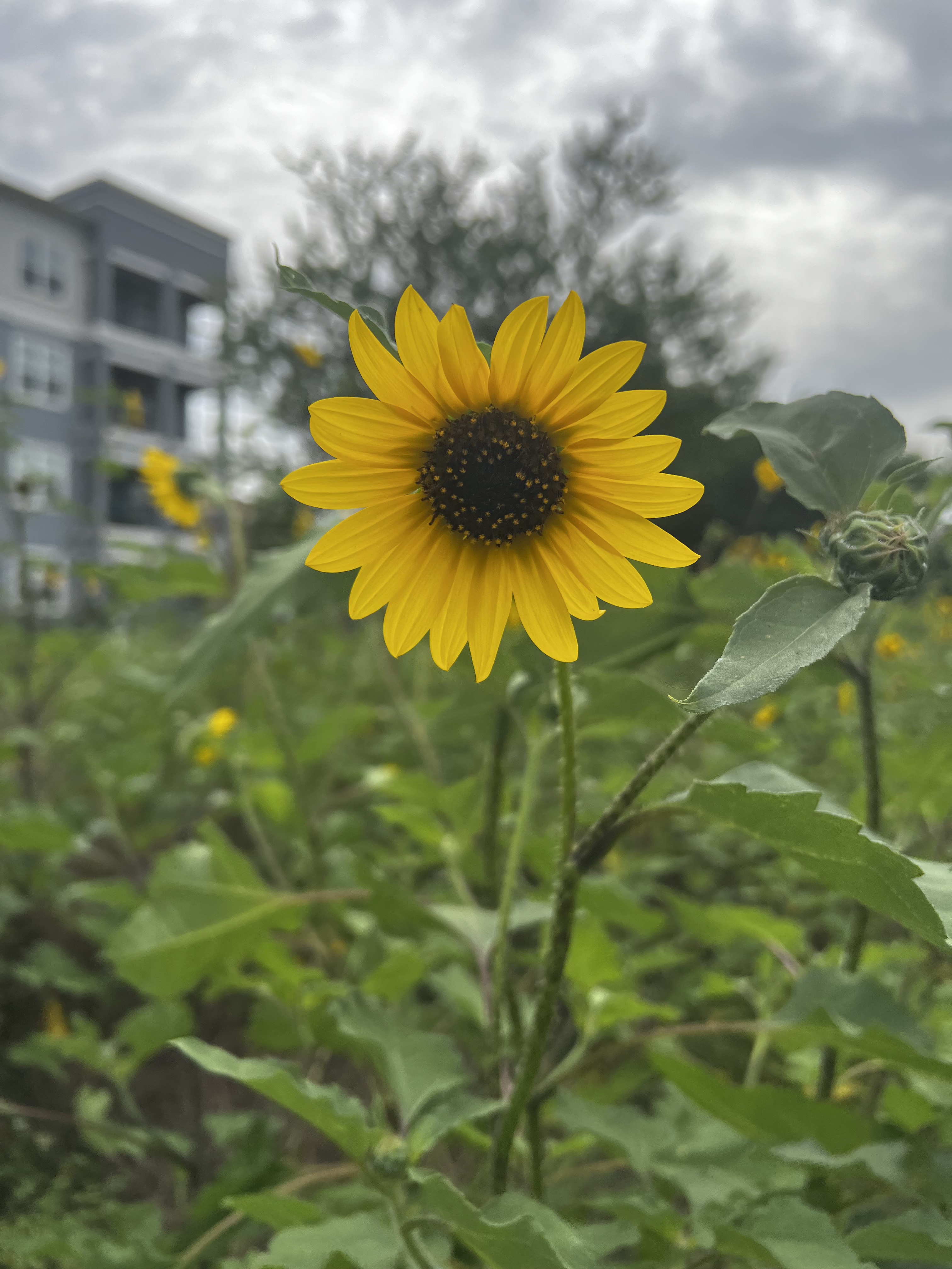 Sunflower in a Texas field - Photography by Gabrielle