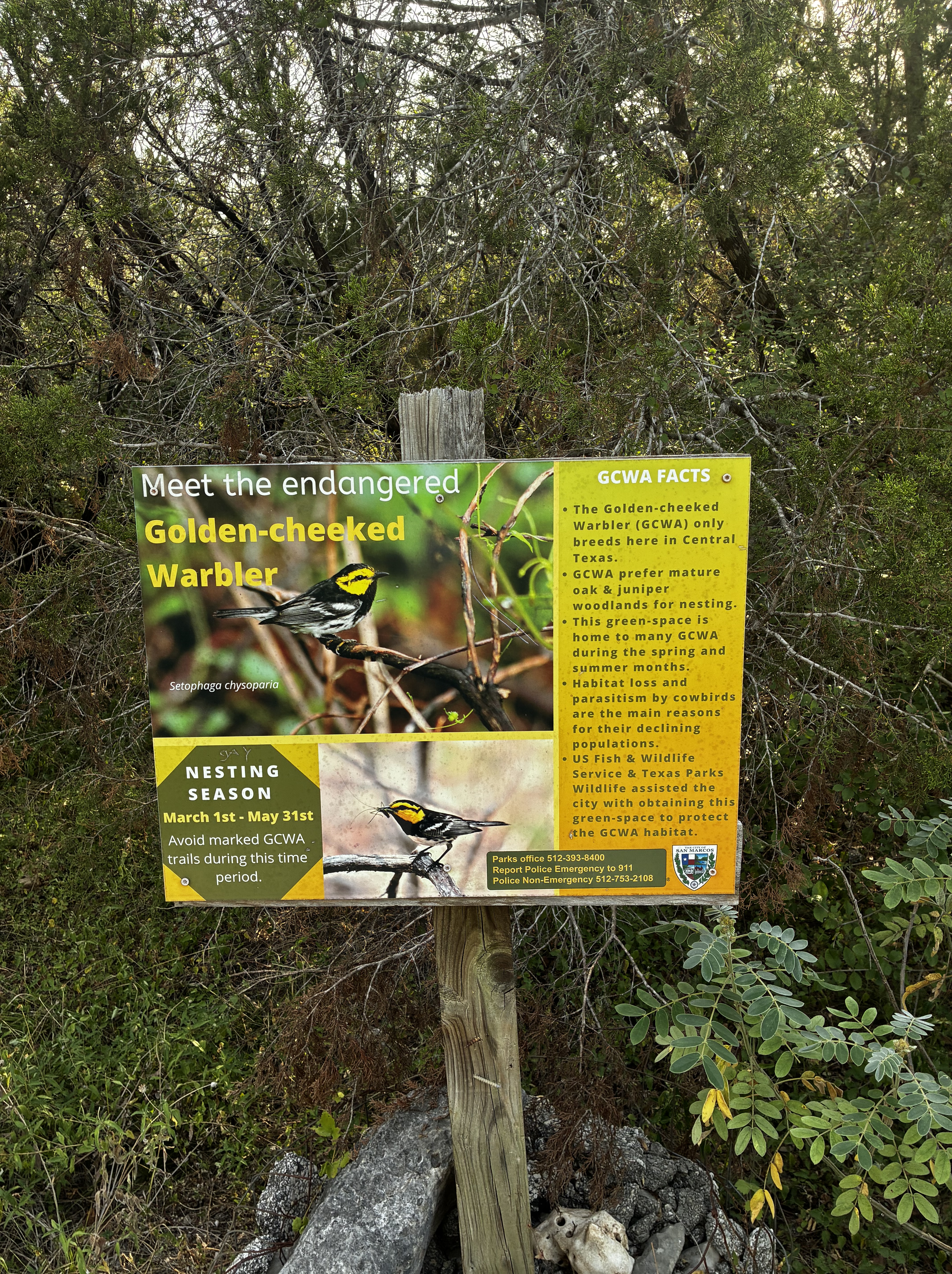 Meet the Golden-cheeked Warbler in San Marcos, TX